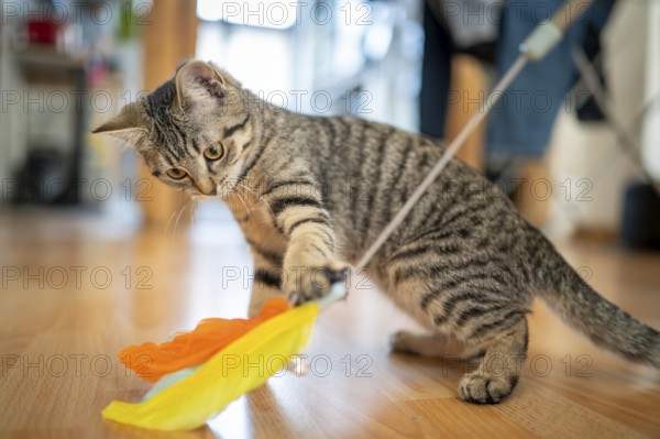 Kitten looking at a feather toy on a wooden floor