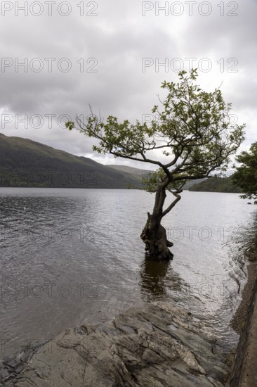 Rainy weather in a suit, panorama at Loch Lomond, Firkin Point, Loch Lomond and the Trossachs
