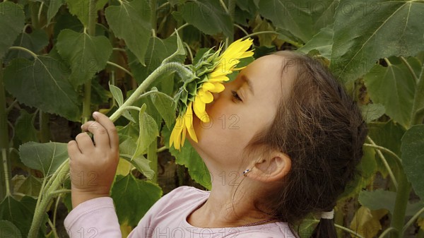 A young girl smelling a sunflower (Helianthus) amidst green leaves, highlighting a moment of
