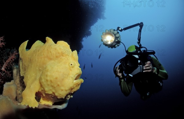 Giant frogfish and diver, Antennarius commersonii, Indonesia, Wakatobi Dive Resort, Sulawesi,