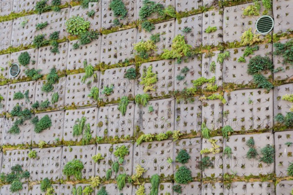 Façade planting