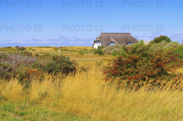 Hiddensee Haus in den Dünen, the island Hiddensee, house in the dunes, Germany, Europe