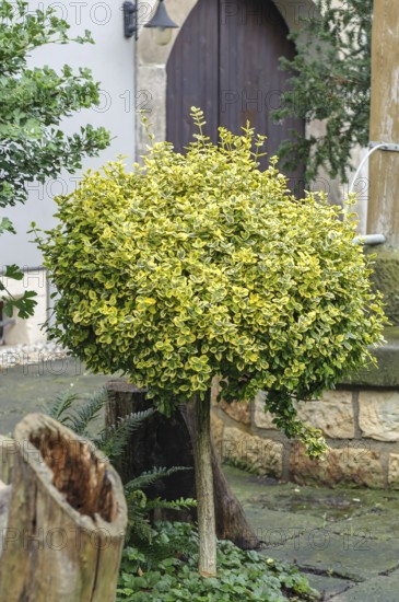 Euonymus fortunei 'Emerald 'n' Gold', Staudengärtnerei Ihm, Diera-Zehren, Saxony, Germany, Europe