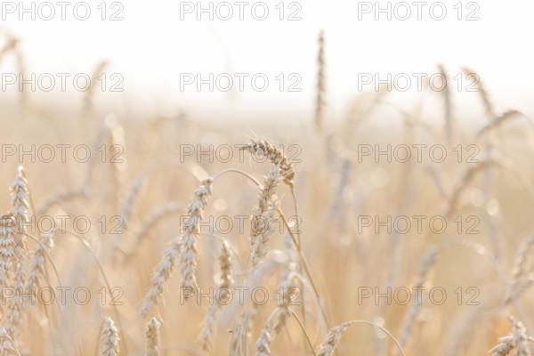 Gold ripe wheat or rye agriculture field plant