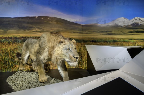 The cave lion (Panthers spelaea), exhibition Eiszeit Safari Allgäu in the Marstall, Kempten, Allgäu