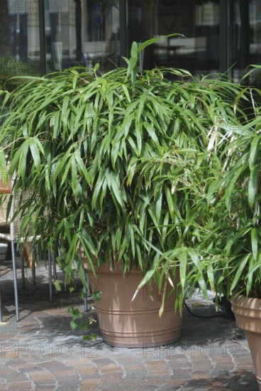 Japanese false dwarf bamboo (Pseudosasa japonica), Rhodo 2014, Zurich, Switzerland, Europe