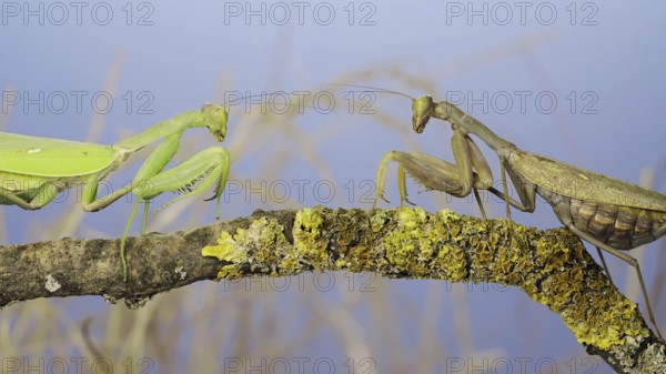Slow motion, Two large female praying mantis meet on the same tree branch. Conflict of