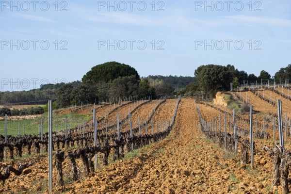 Landscape with vineyards in spring in the designation of origin area of Ribera del Duero wines in