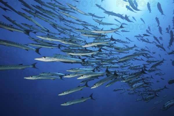 Shoal of darkfin barracudas, Sphyräna qenie, Red Sea, Ras Mohammed, Egypt, Africa