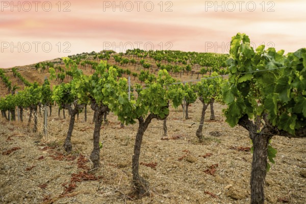 Vineyards in the wine region of the Priorat designation of origin in the province of Tarragona in