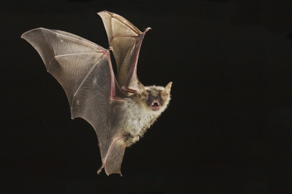 Greater mouse-eared bat (Myotis myotis), exempt, Germany, Europe