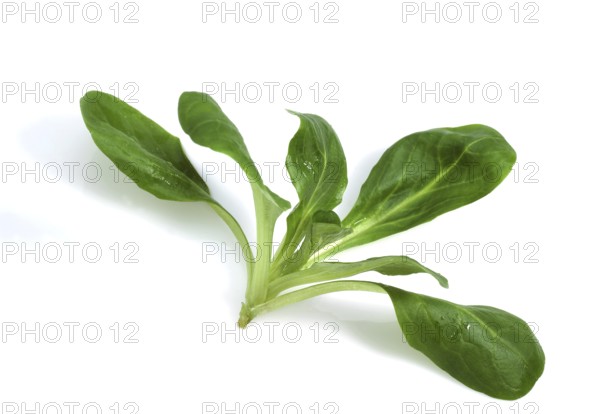 Corn Salad or Lamb's Lettuce (valerianella olitoria) against White Background