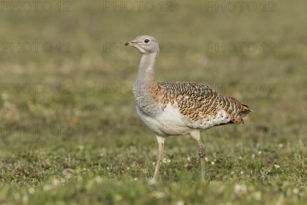 Great bustard (Otis tarda) f, Spain, Europe