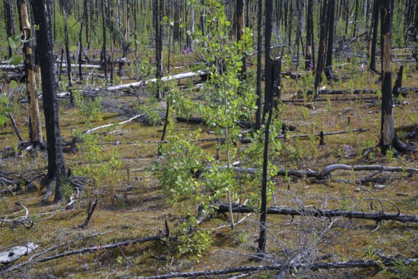 A forest with burnt trees and new plant growth on the ground, Alaska, USA, North America
