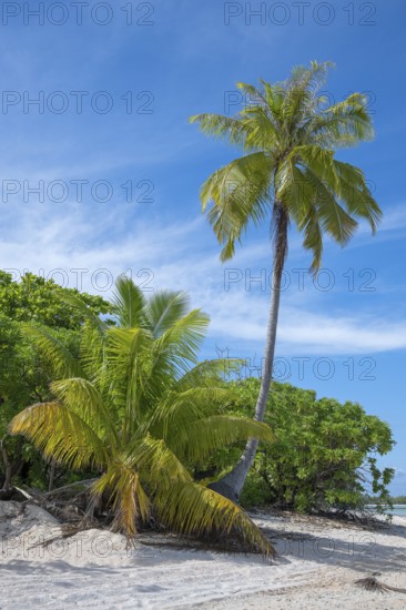 Coconut palm (Cocos nucifera), lonely beach, Tikehau, Atoll, Tuamotu Archipelago, Tuherahera,