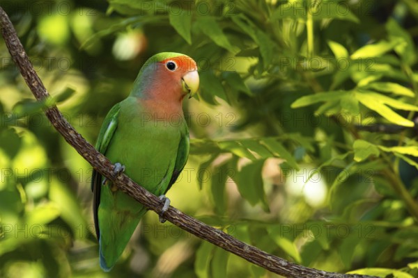 Peach-faced lovebird (Agapornis roseicollis) in Namibia