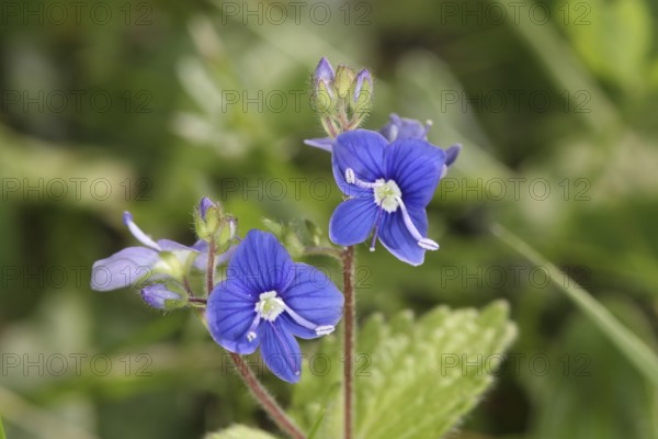 Gamander Speedwell