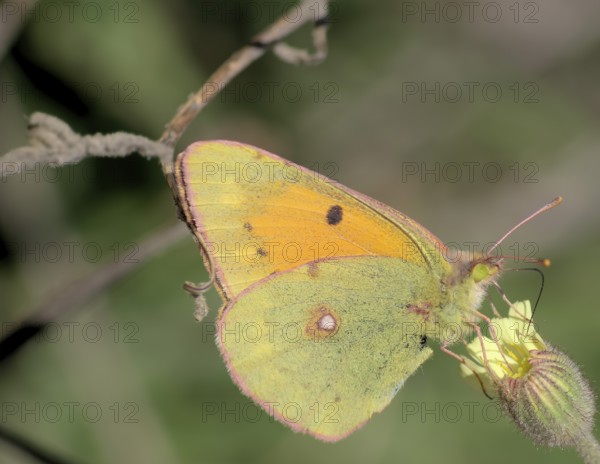 Postillon butterfly (Colias croceus, sitting on flower Clouded yellow butterfly (Colias croceus)
