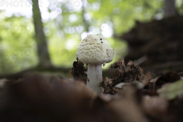 Yellow amanita