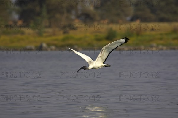 Sacred ibis, threskiornis aethiopica, adult in flight, Masai Mara Park in Kenya