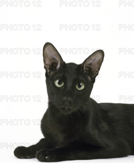 Ebony oriental cat against white background