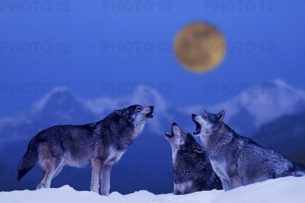 Wolves, howling pack (Canis lupus)