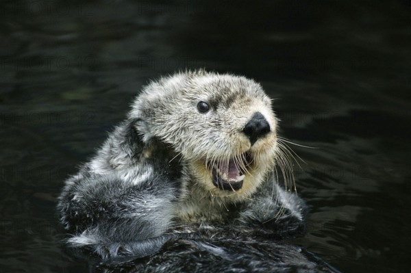 Sea otter (enhydra lutris), adult care, California, USA, North America