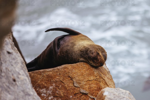 An Australian Fur Seal basks in the sun on rocks in summer near Wagonga Inlet in Narooma, New South