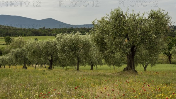 Old olive trees in an olive plantation, Veneto, Italy, Europe