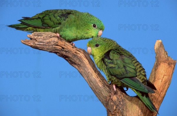 Lineolated (Bolborhynchus lineola) Parakeets, pair