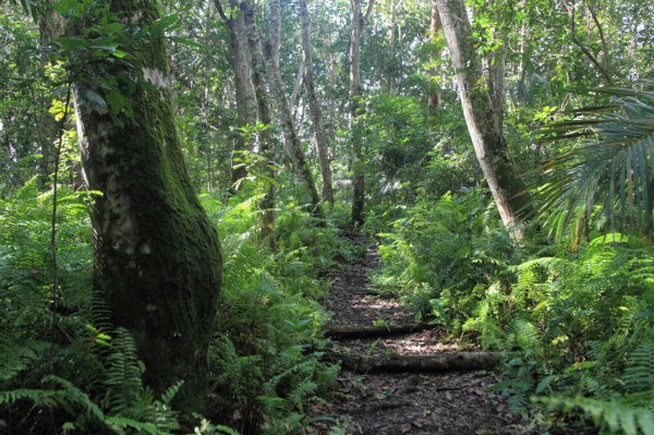 Forest, Jozani National Park, Zanzibar, Tanzania, Africa