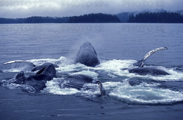 Humpback whale (megaptera novaeangliae), group bubble net feeding, open mouth to catch krill,