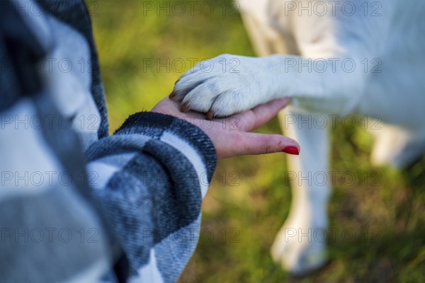 Woman's hand holds a white dog paw