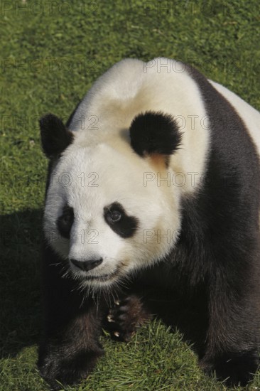 Giant Panda (ailuropoda melanoleuca), Adult sitting