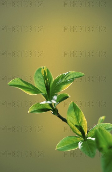 Young leaves in spring, leaf sprouts in spring (plants) (leaves) (new) (fresh) (green) (green)