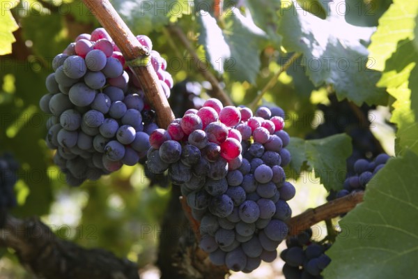 Black red grape for wine production in Spain grapevine fields