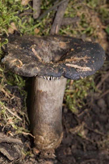 Menthol-blackened russula Fruiting body with grey-brown stalk and black-brown cap