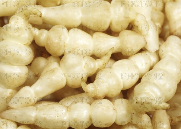 Chinese artichoke, Japanese potato, tuberous potato, labiates, CROSNE OR CHINESE ARTICHOKE stachys