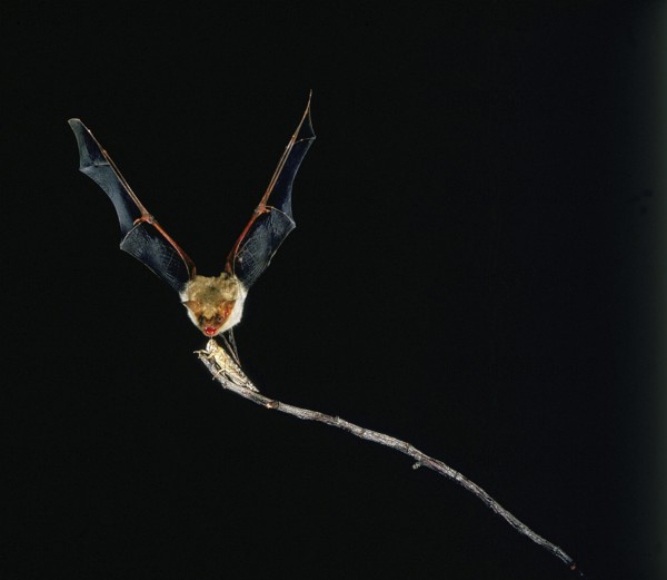 Mouse-Eared Bat (myotis myotis), Adult in Flight, Catching Grasshopper