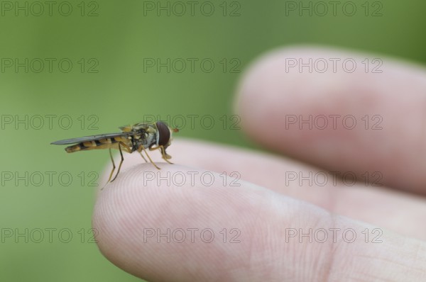 Marmalade Hover Fly on finger, North Rhine-Westphalia, Germany (Episyrphus balteatus)