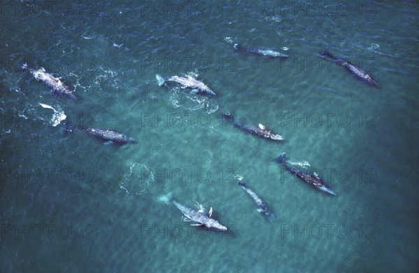 Gray whale (eschrichtius robustus), GROUP, AIR VIEW, BAJA CALIFORNIA IN MEXICO