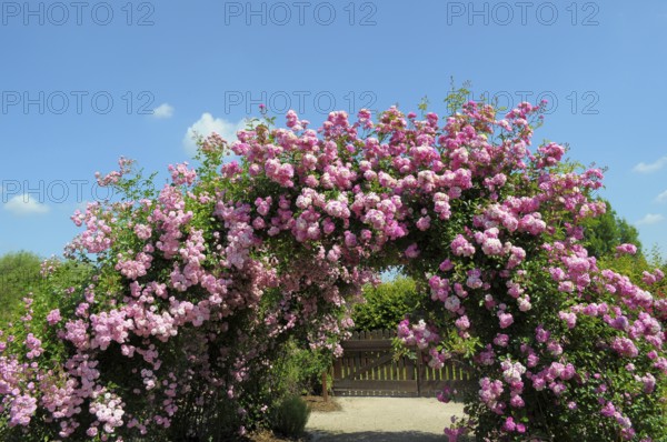 Oberderdingen, Rose Garden, Rose Arch