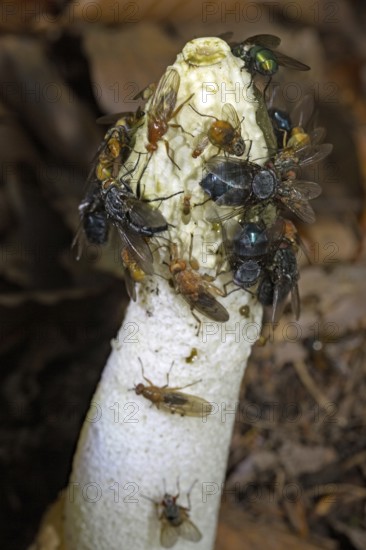 Common stinkhorn white phallus-like fruiting body with olive-green head part and flies