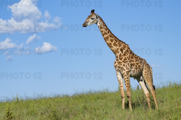 Masai giraffe (Giraffa tippelskirchi), Serengeti National Park, Tanzania, Africa