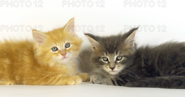 Blue Blotched Tabby, and Cream Blotched Tabby Maine Coon, Domestic Cat, Kittens against White