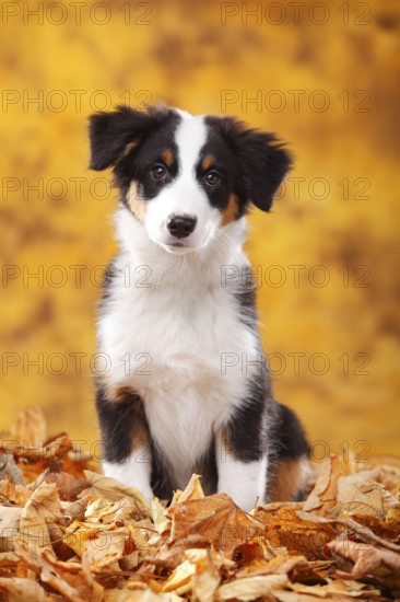 Australian Shepherd, puppy, 13 weeks, black-tri, autumn leaves