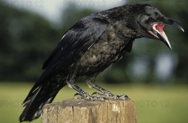 Common Raven (corvus corax), Adult calling, Alaska