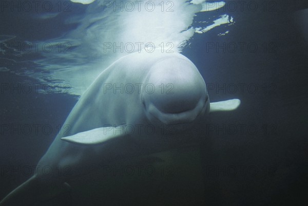 Beluga Whale (delphinapterus leucas) or White Whale, Adult, Underwater View