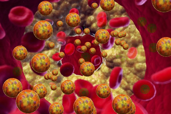 Cholesterol is an important raw material for the human body: it is needed for the formation of