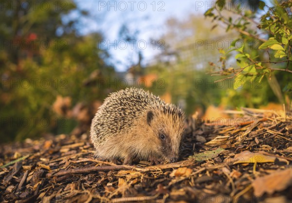 A little hedgehog in a forest walking in autumn